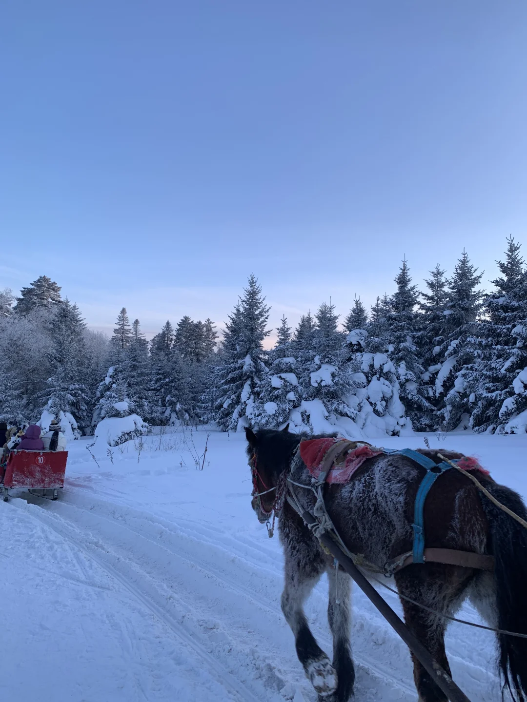 来雪岭玩千万别坐雪地摩托和马拉爬犁!!