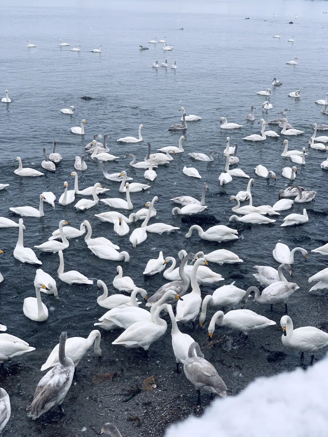 12.3威海实况，雪后的天鹅湖美得像童话❄️