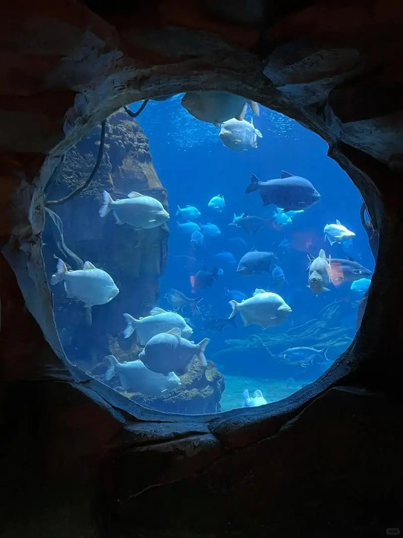 银基动物王国淡季爽到飞起🌟保姆级攻略