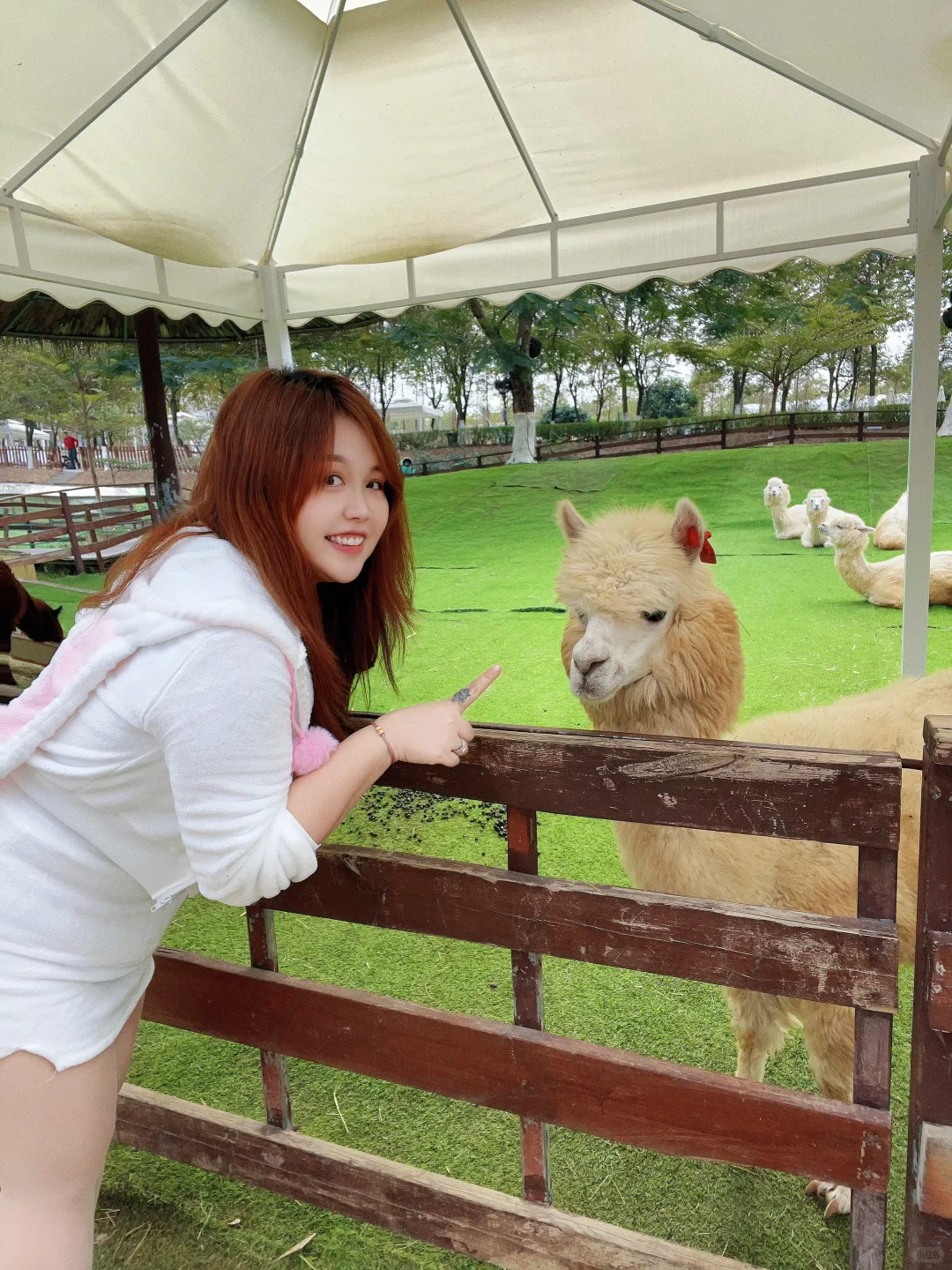 小胖兔来心动乐园啦！这也太有圣诞氛围了啊