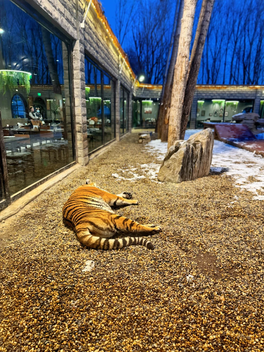 二刷虎乐园,娃玩到天黑不肯回家