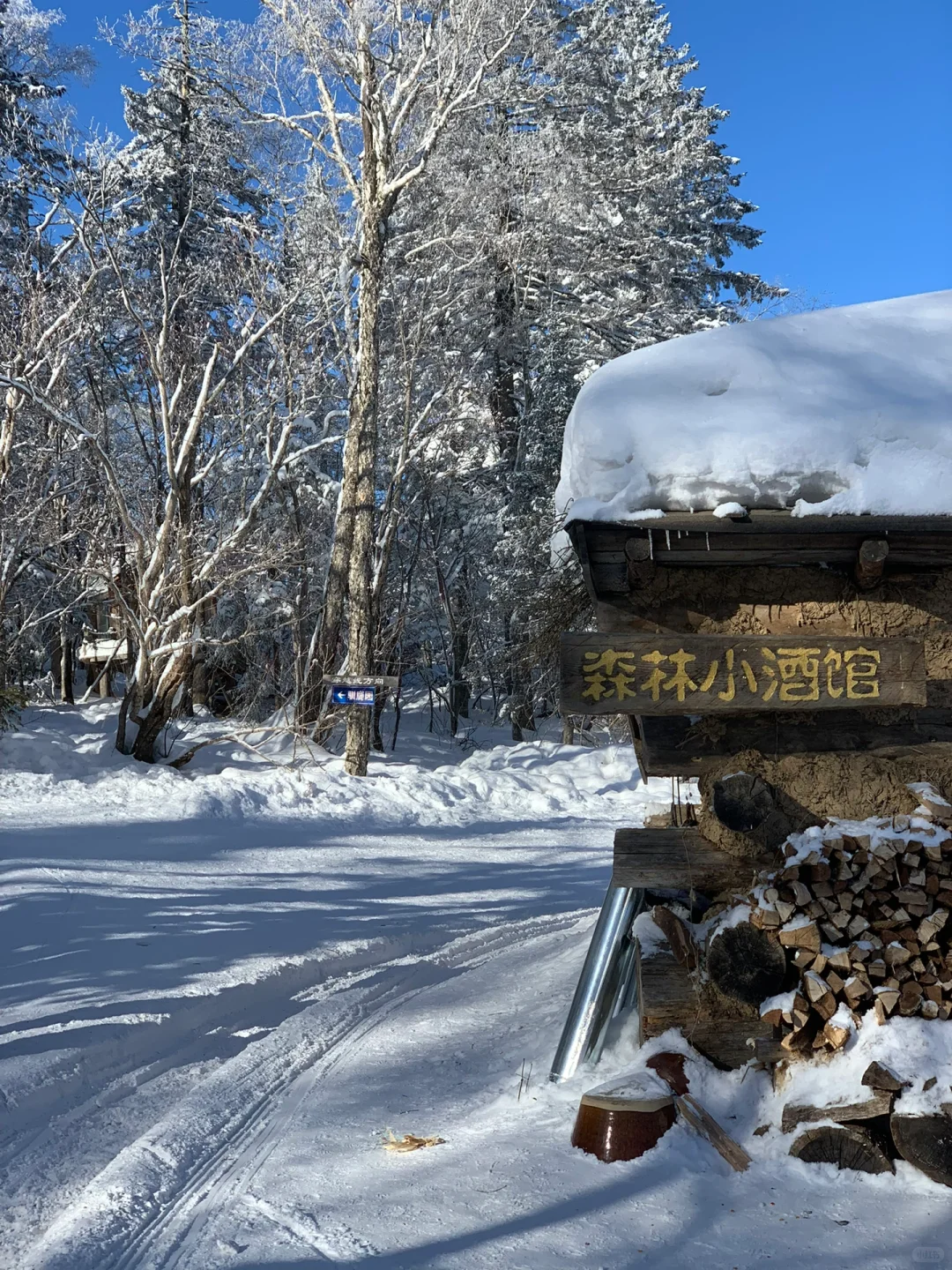 来雪岭玩千万别坐雪地摩托和马拉爬犁!!