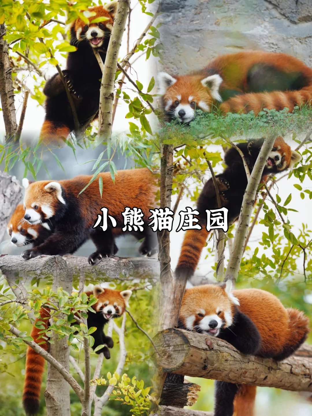 后悔没早点来版纳❗️｜带娃避寒太松驰！