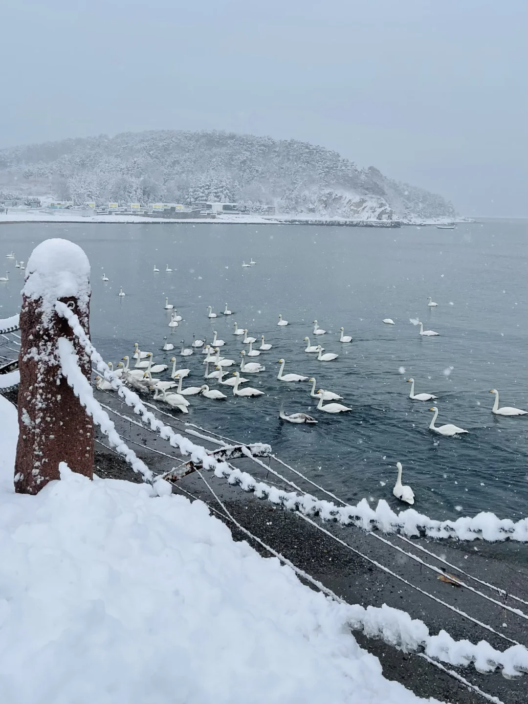 12.3威海实况，雪后的天鹅湖美得像童话❄️