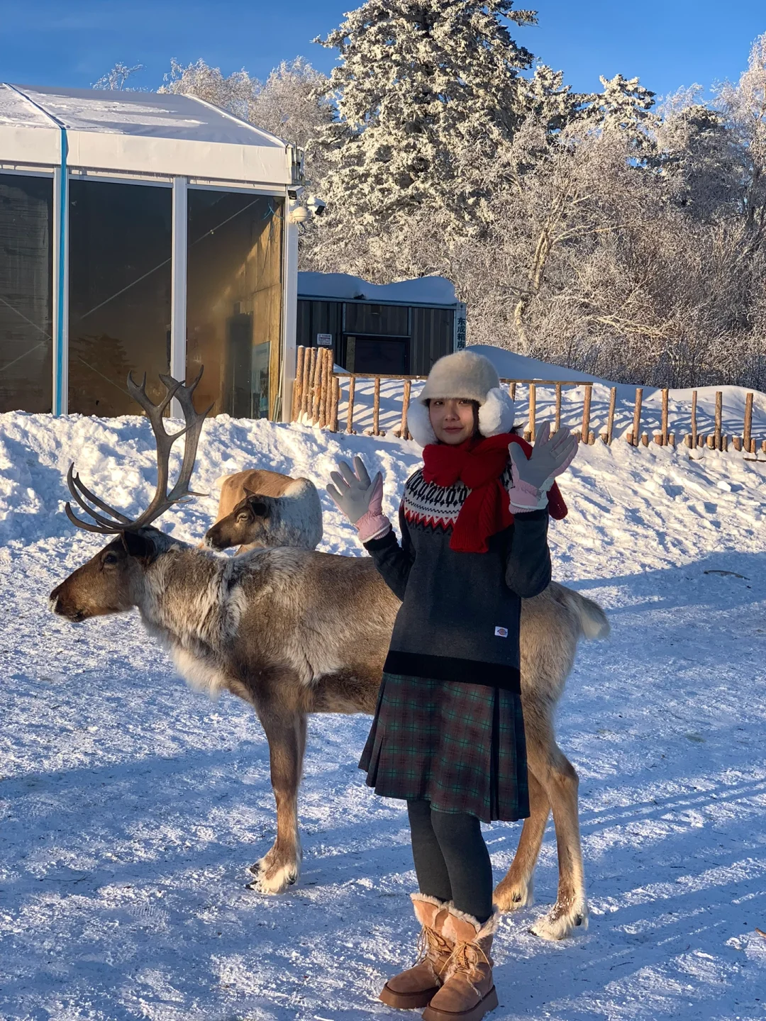 来雪岭玩千万别坐雪地摩托和马拉爬犁!!