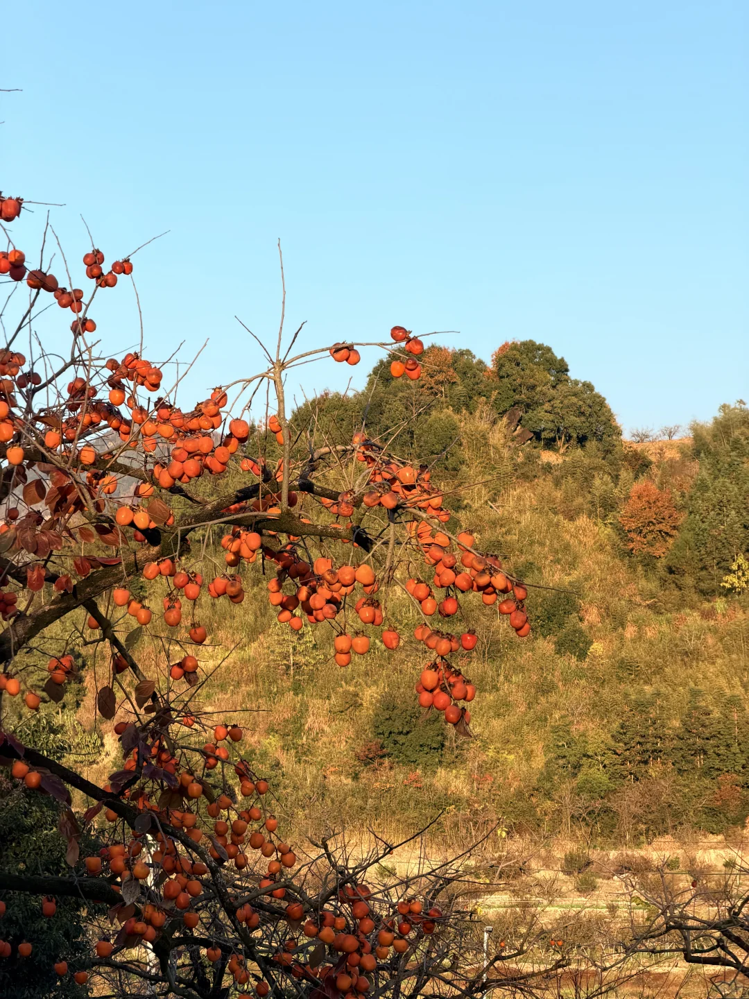 福建文旅，我劝你多宣传宣传古田翠屏湖！超美