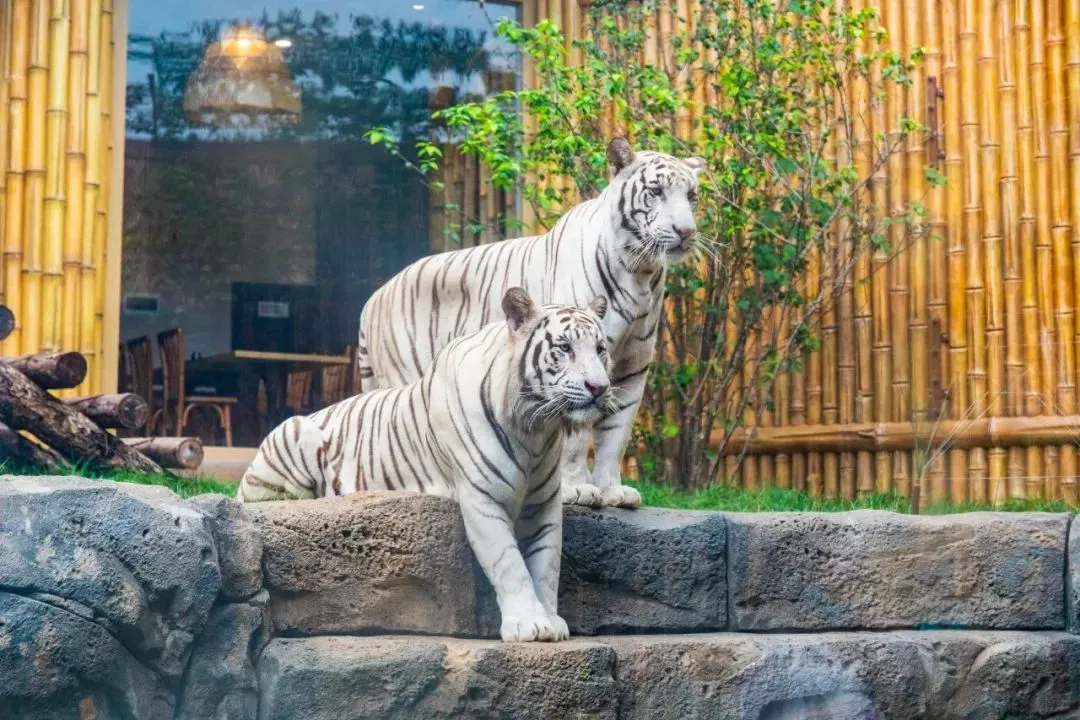 银基动物王国淡季爽到飞起🌟保姆级攻略