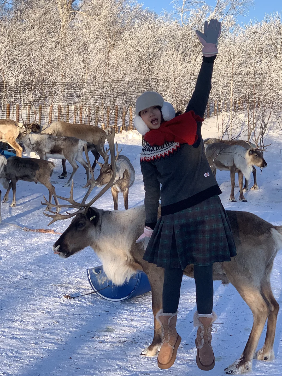 来雪岭玩千万别坐雪地摩托和马拉爬犁!!