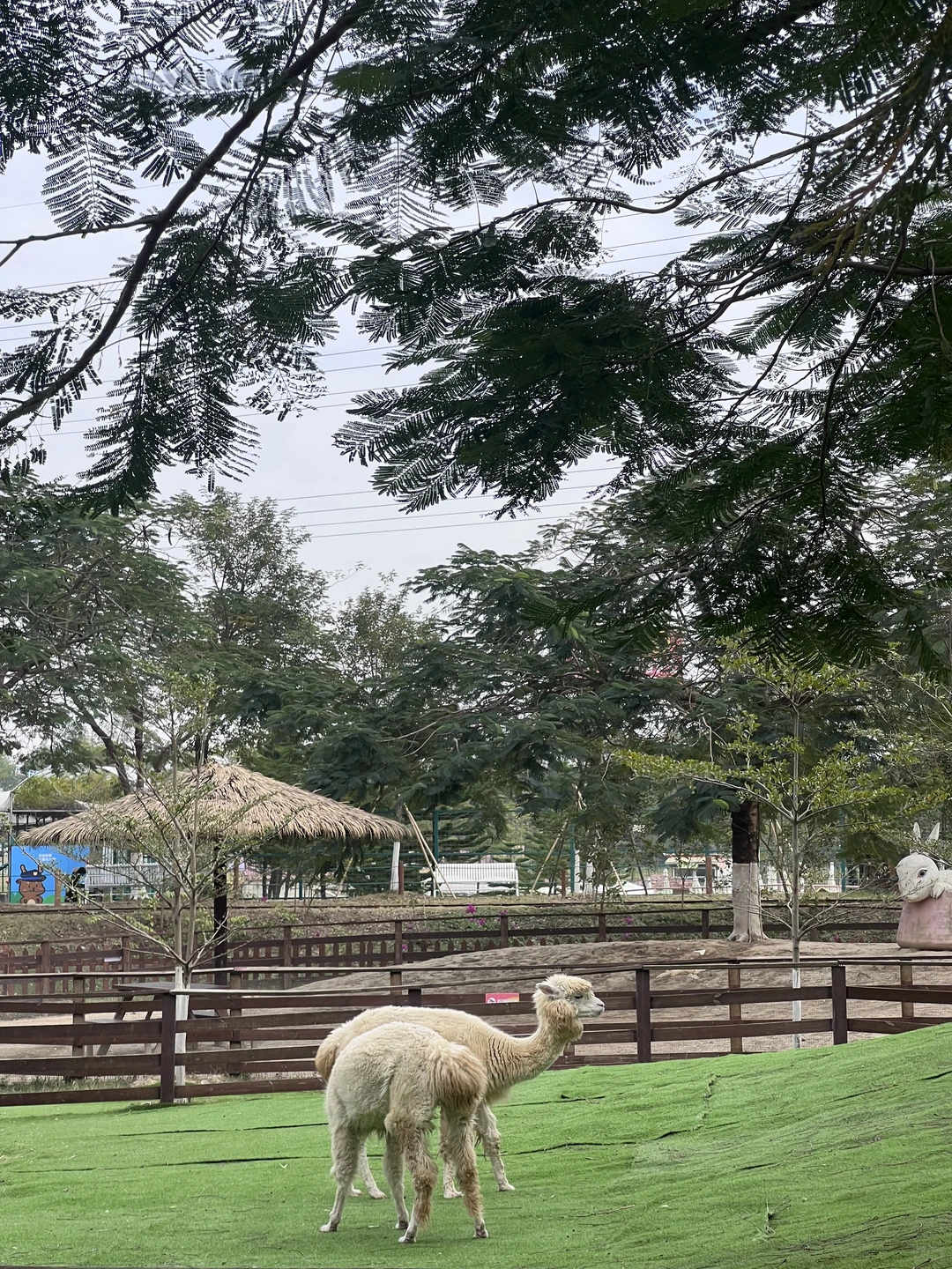 小胖兔来心动乐园啦！这也太有圣诞氛围了啊