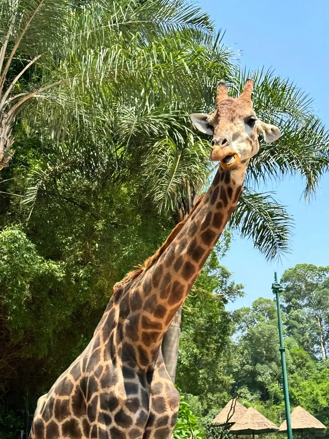 998起玩转长隆|别再当冤大头单买门票了!