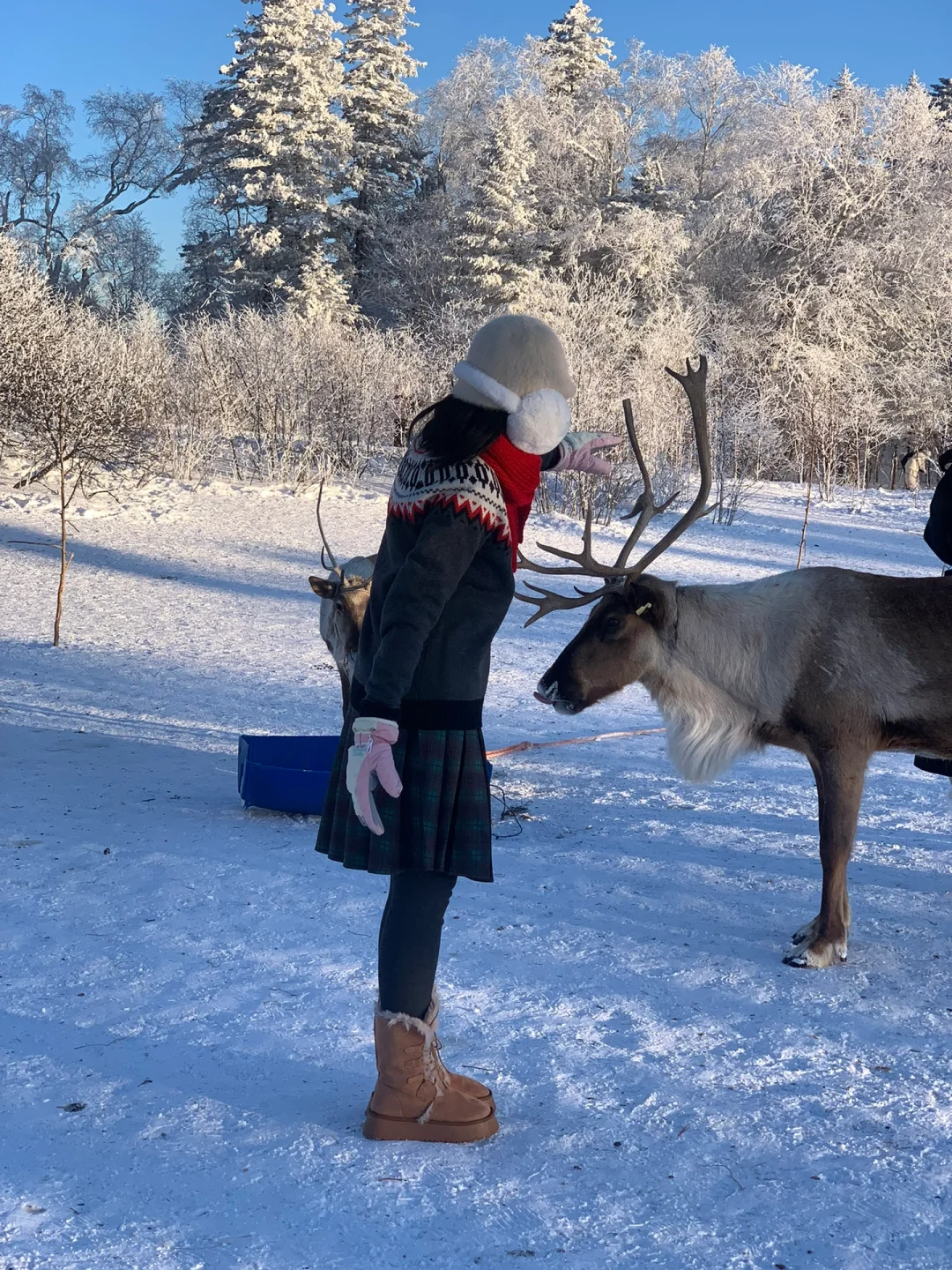 来雪岭玩千万别坐雪地摩托和马拉爬犁!!
