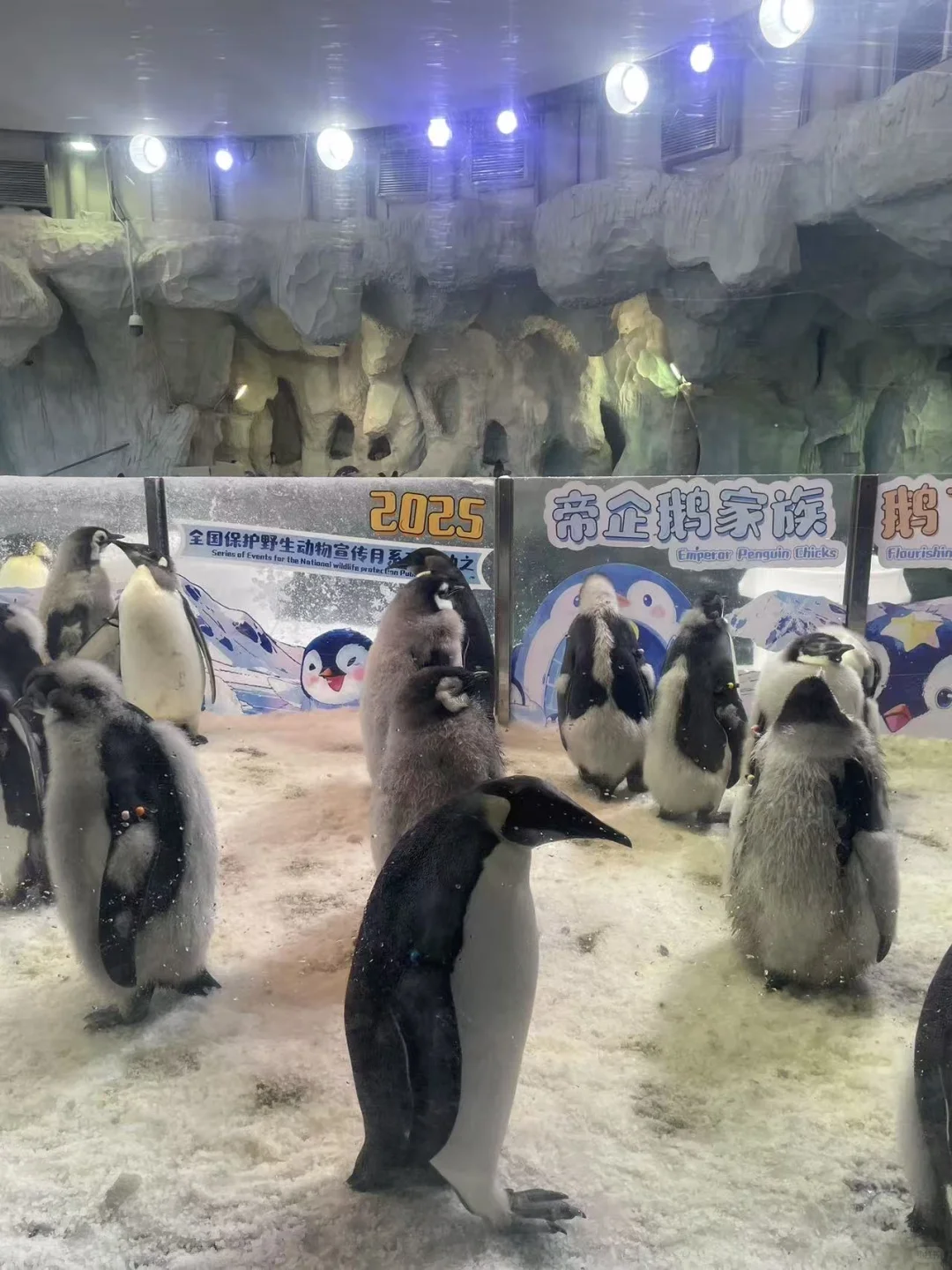 珠海长隆飞船乐园全攻略🔥