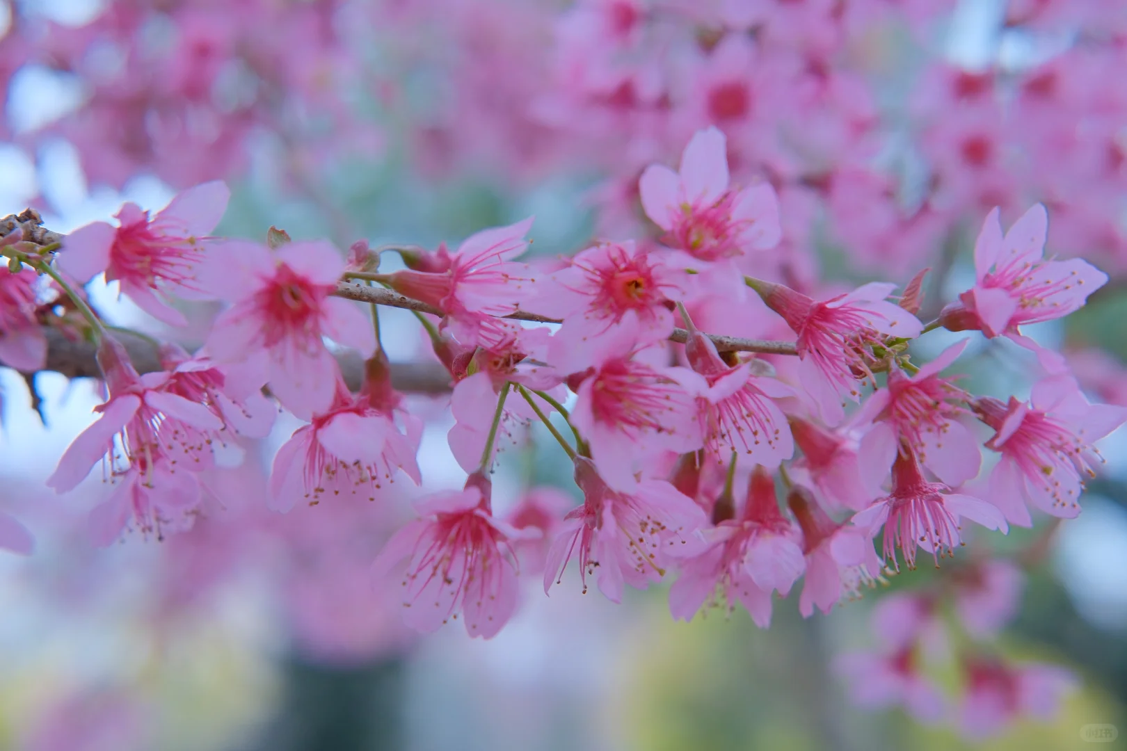 📷宜良福眼景区冬樱花🌸