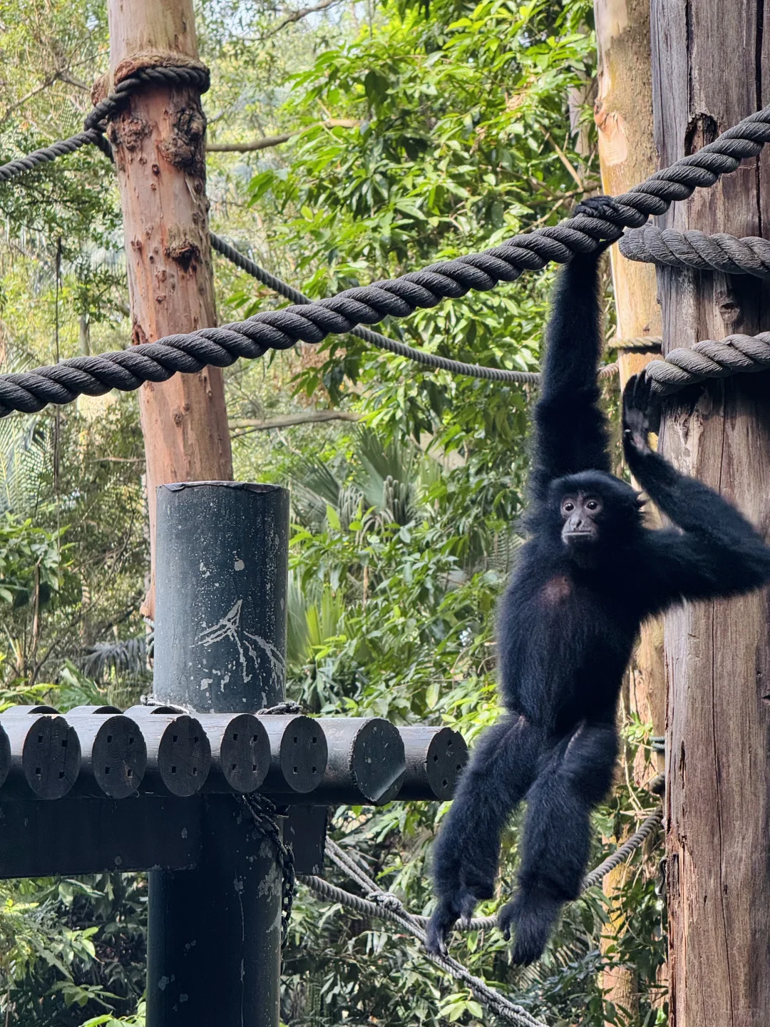 长隆野生动物世界太好玩了