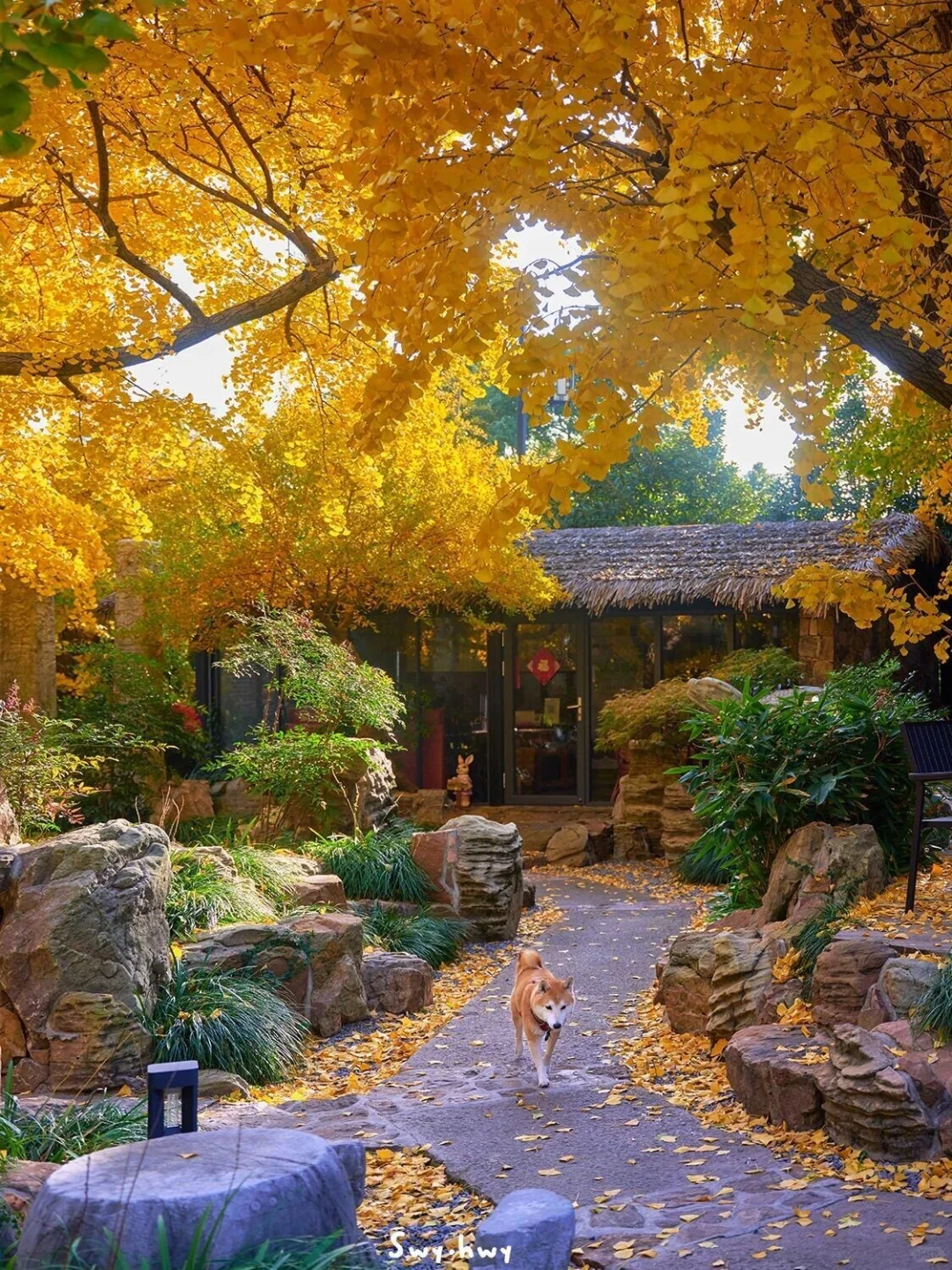 为了这国内唯一古银杏村,也要去一次腾冲‼️