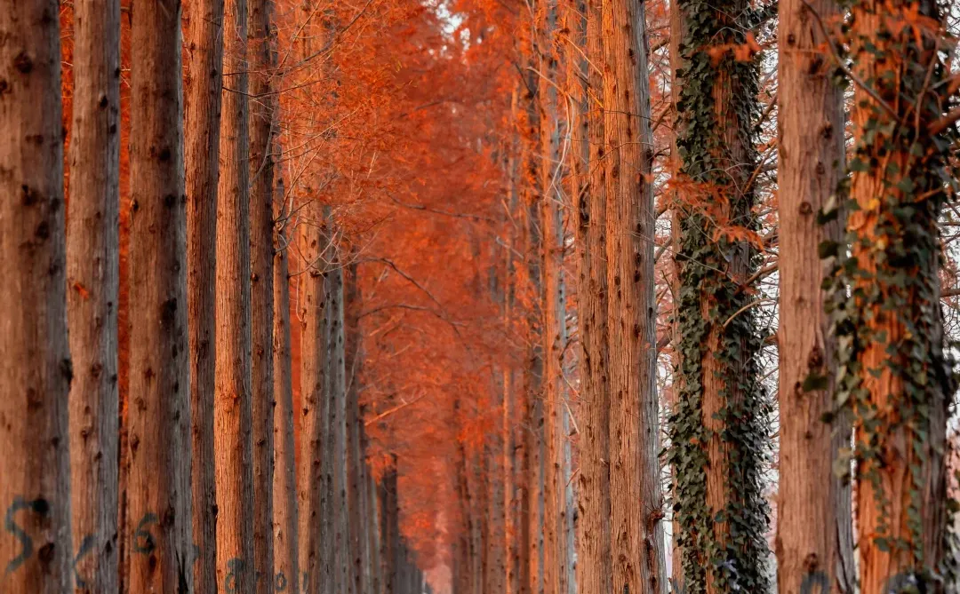 美到失语‼️我在初冬的盐城找到了童话森林