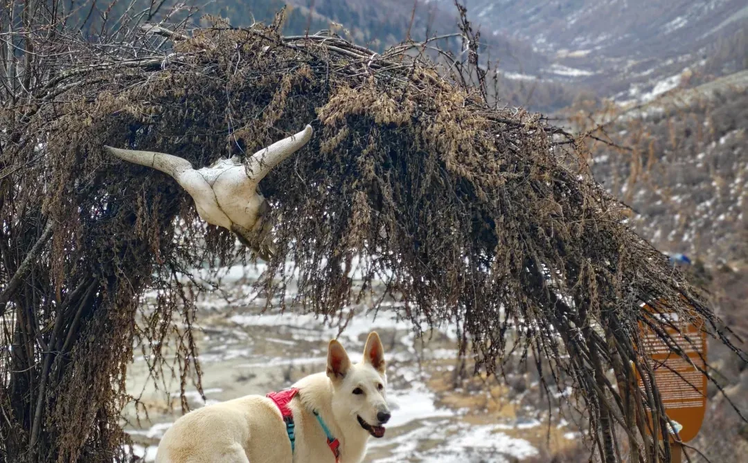 玛嘉沟才是带狗天堂吧