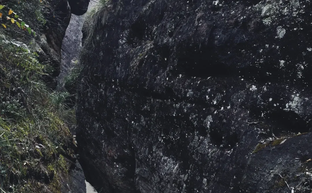 武夷山茶狗随行攻略