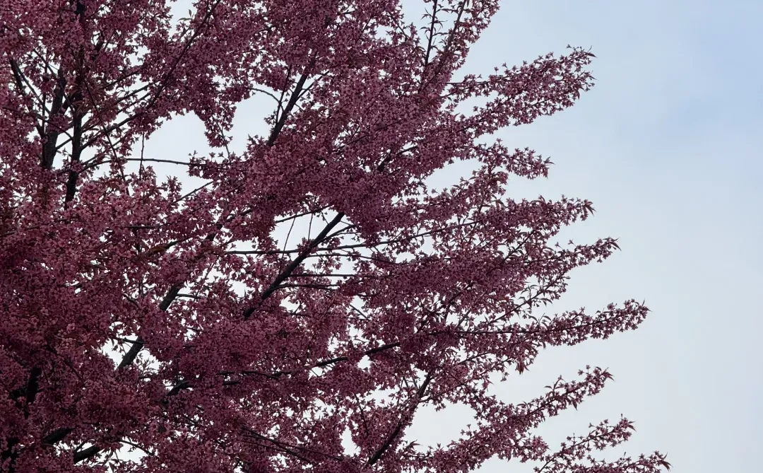 📷宜良福眼景区冬樱花🌸