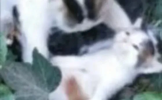 求徽州旅游攻略