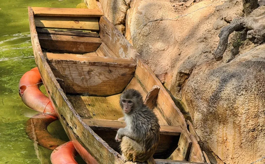长隆野生动物世界太好玩了