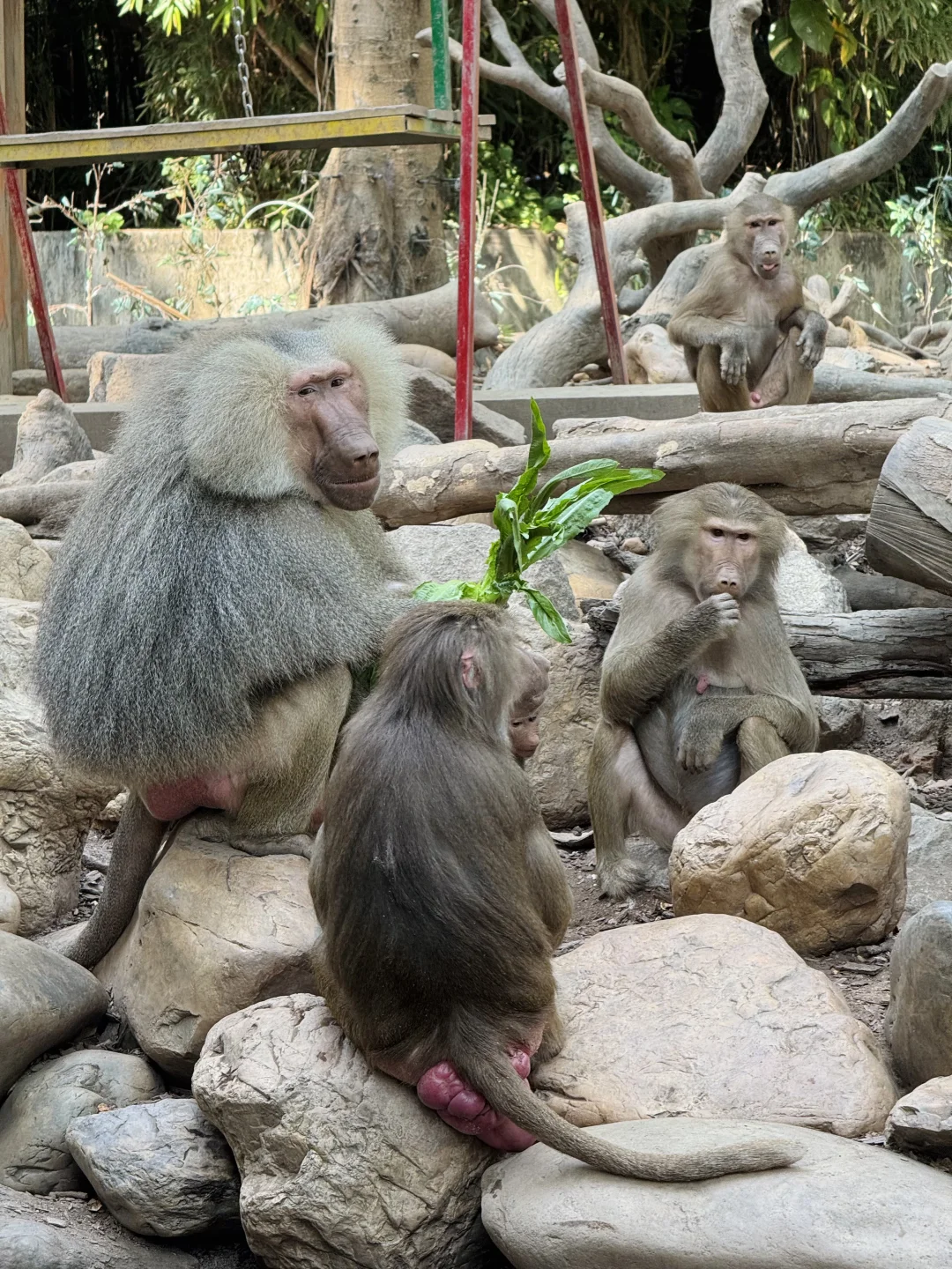 长隆野生动物世界太好玩了
