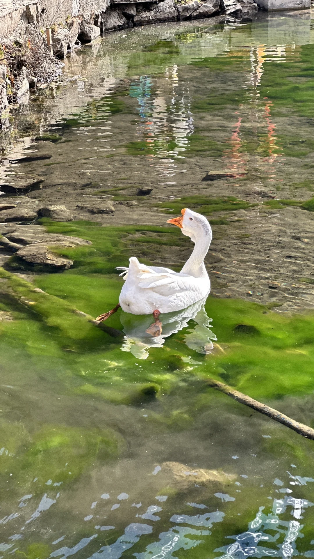 天堂在左👈……雨崩在右👉