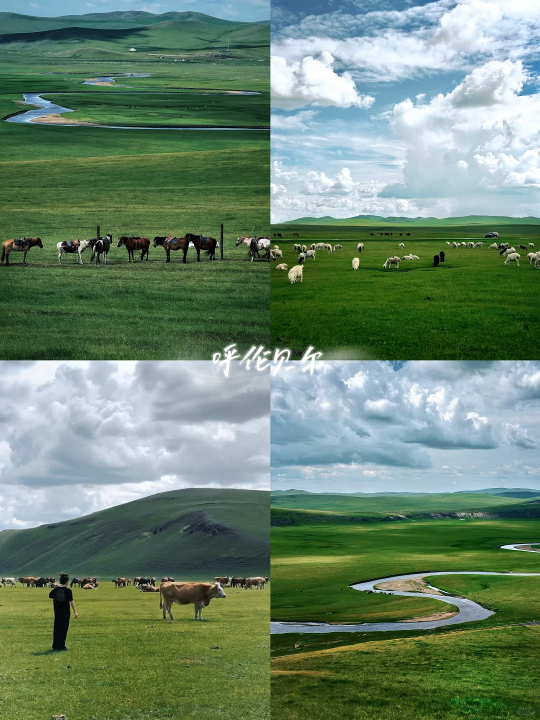 夏天总要去一次大草原吧🐎