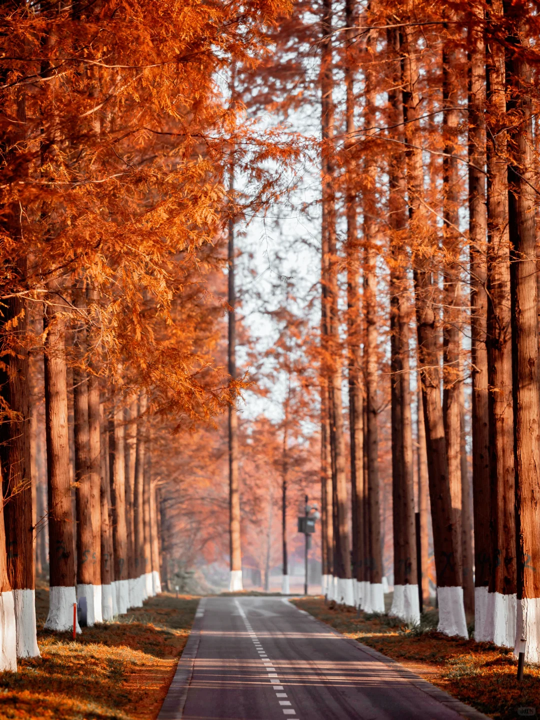 美到失语‼️我在初冬的盐城找到了童话森林