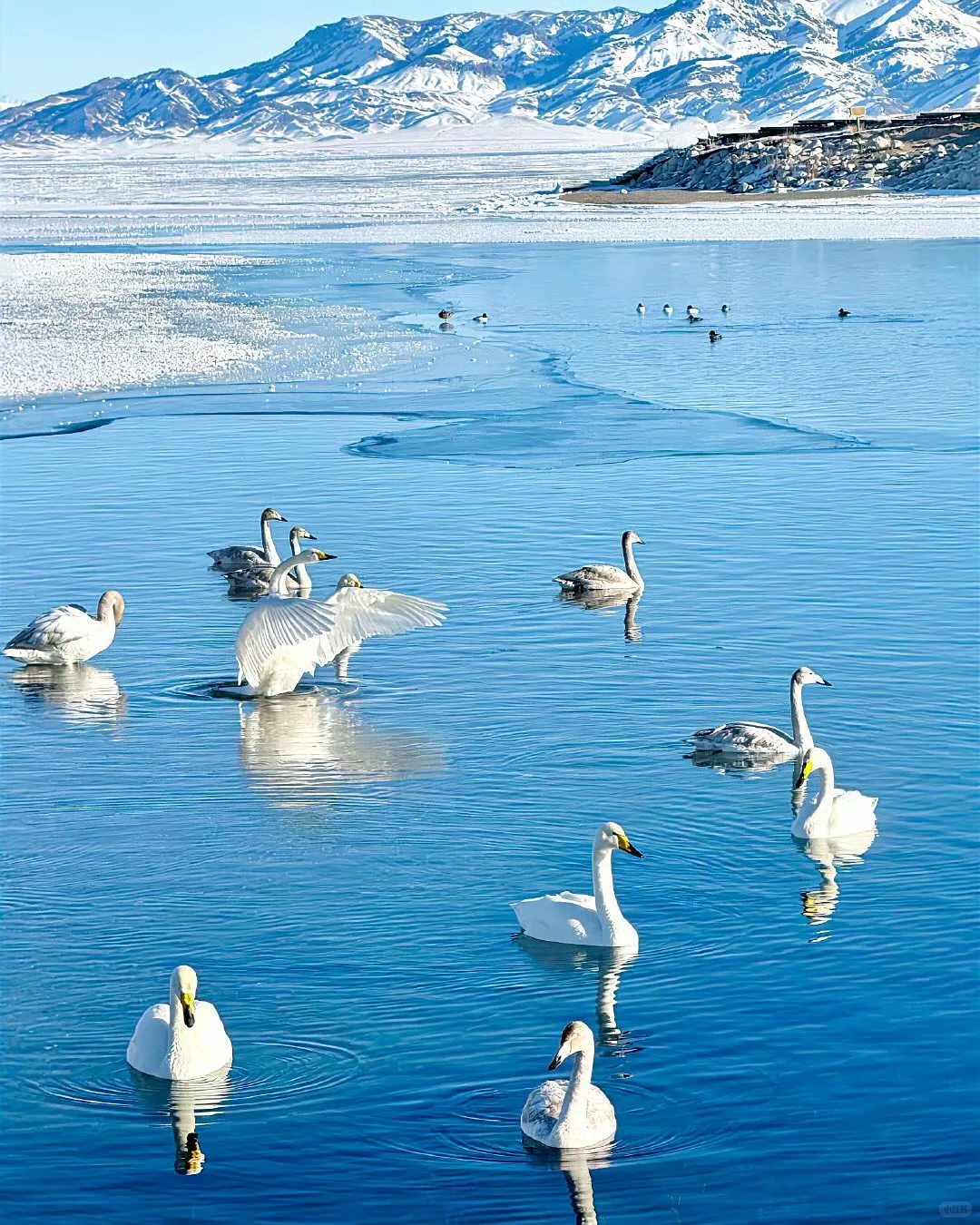 🇨🇳赛里木湖我来了,不白活(附深度游略)