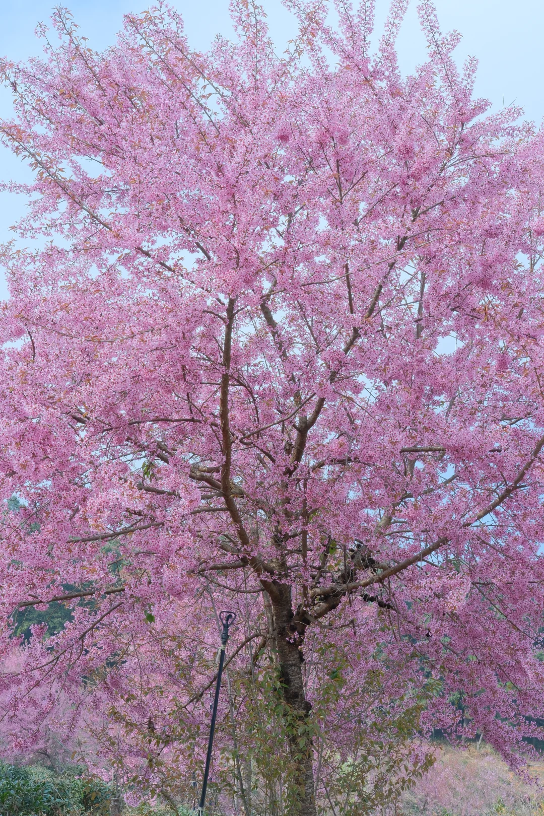 📷宜良福眼景区冬樱花🌸