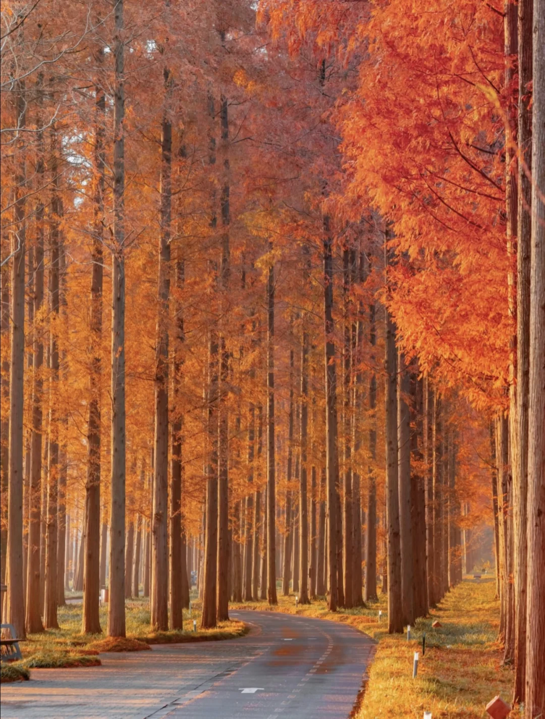 美到失语‼️我在初冬的盐城找到了童话森林