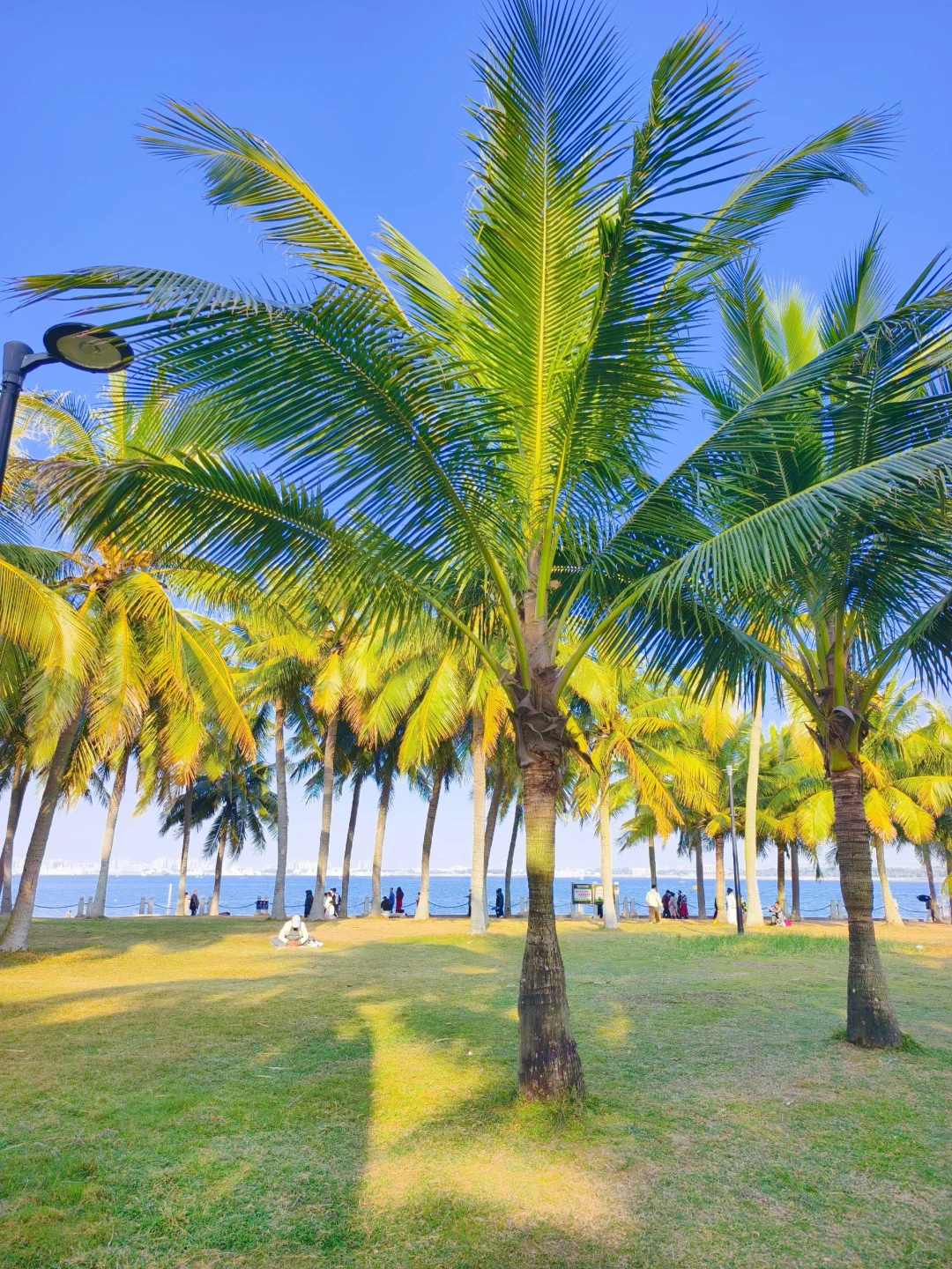 以为珠海很美了,直到我来了湛江