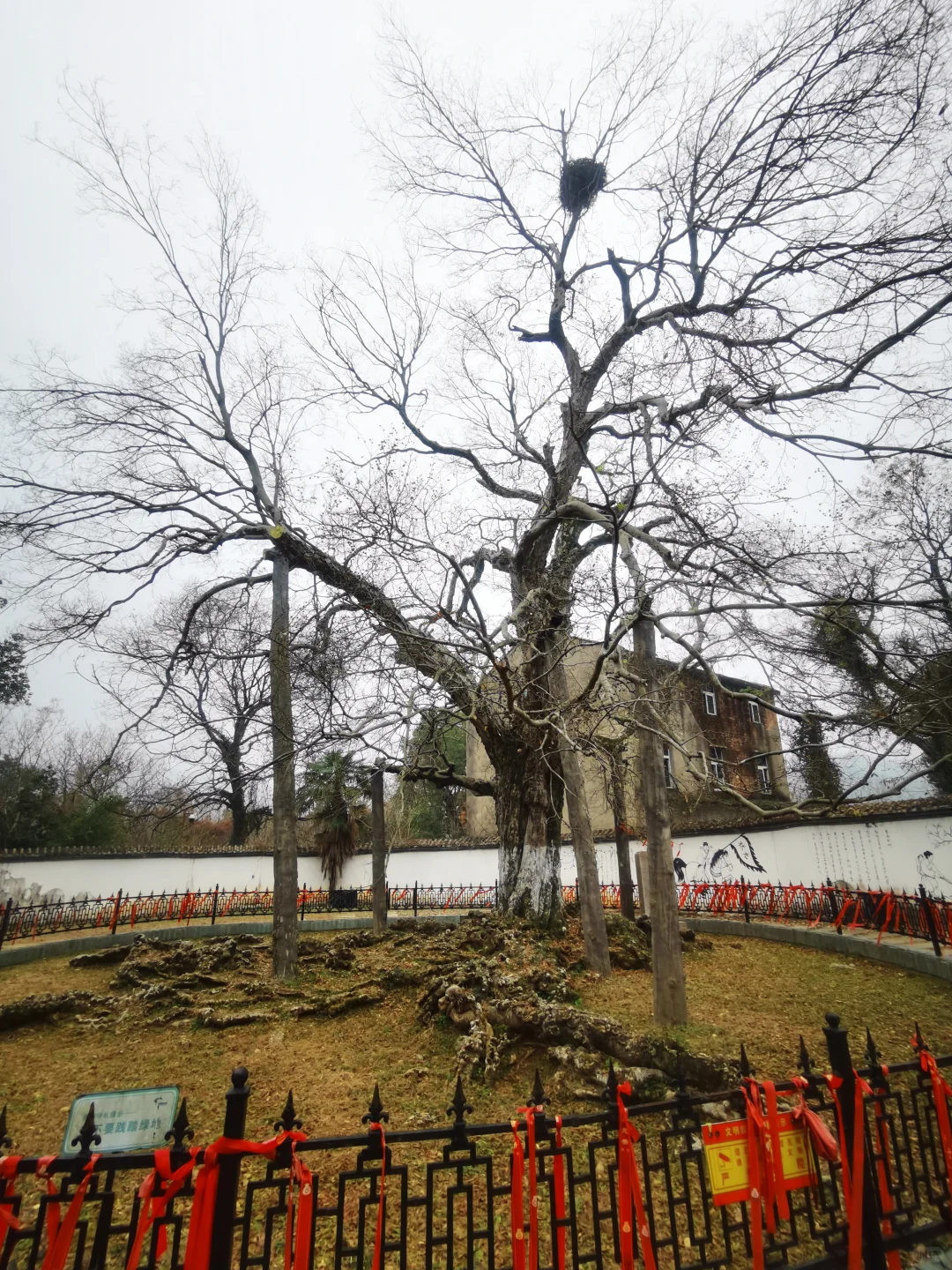 武汉徒步被问爆的小众治愈路线🌿古寺灵树