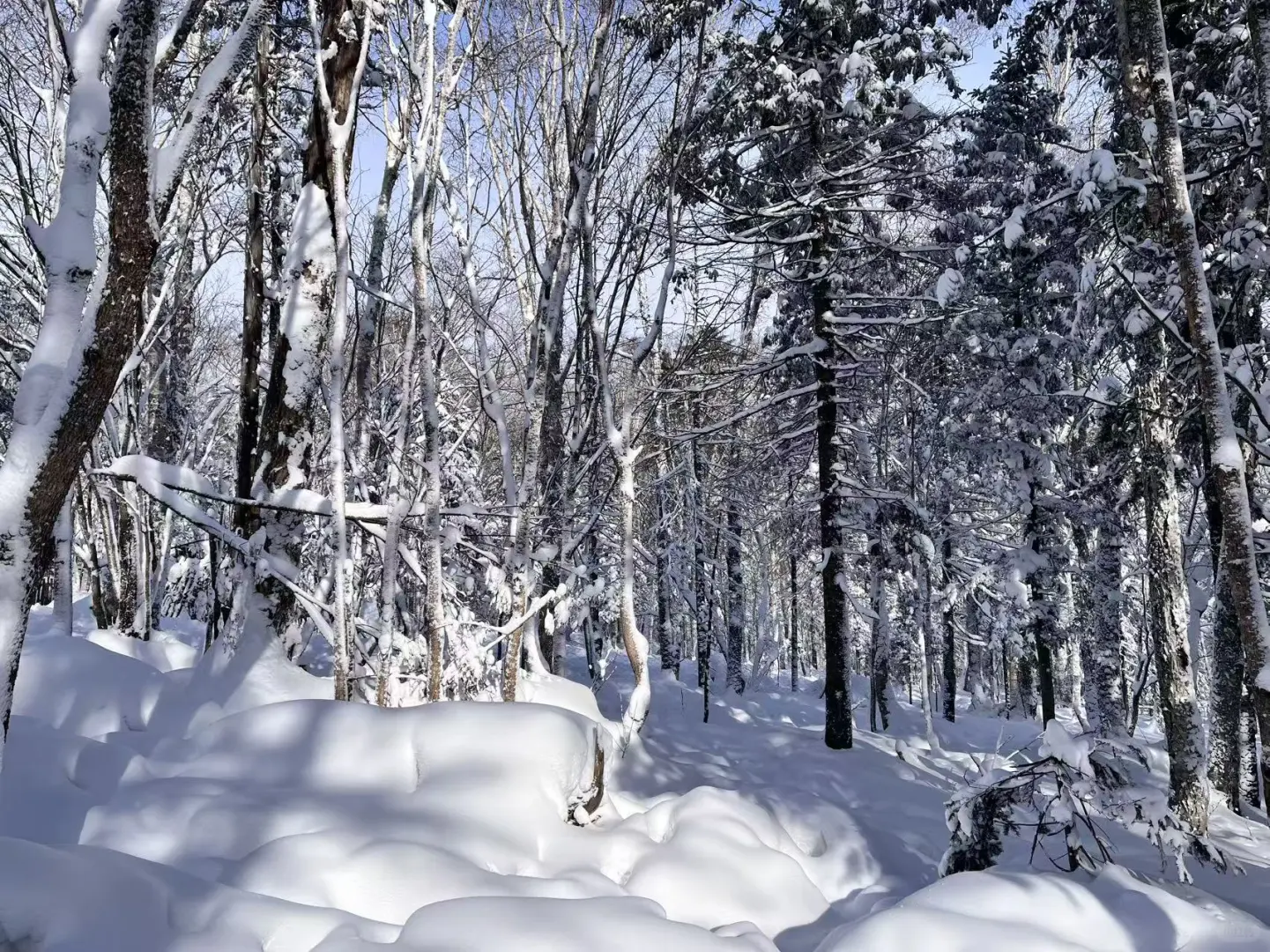 哈尔滨旅游推荐官、哈尔滨旅游攻略