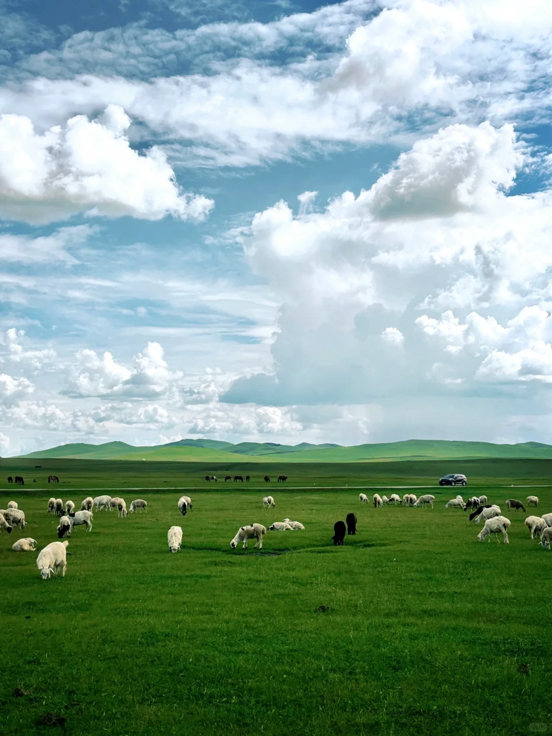 夏天总要去一次大草原吧🐎