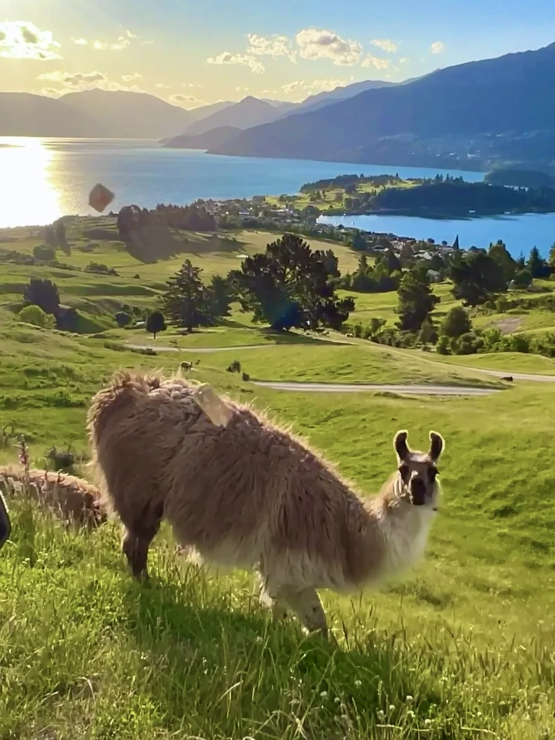 新西兰的每一帧🌈都让live图变得更有意义
