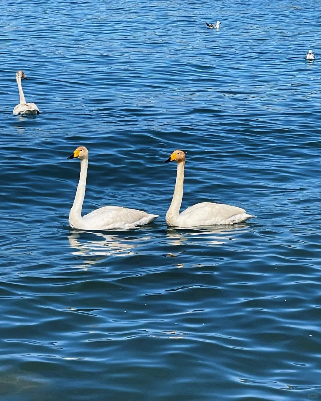 🇨🇳赛里木湖我来了,不白活(附深度游略)