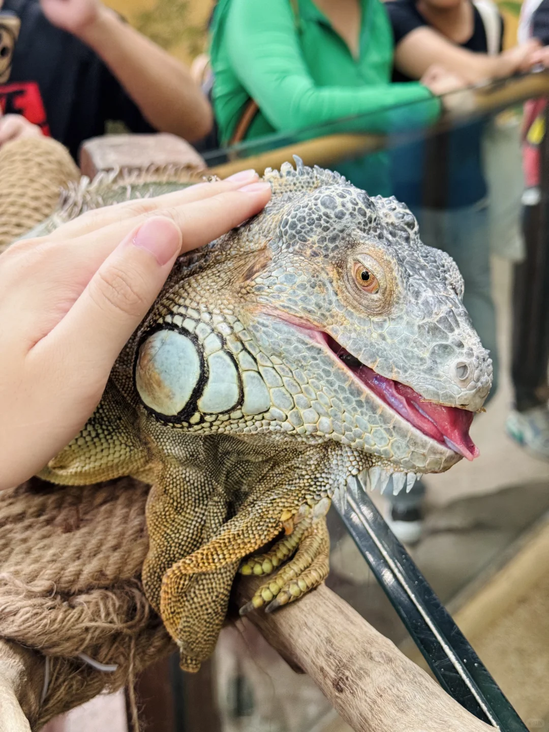 长隆野生动物世界太好玩了