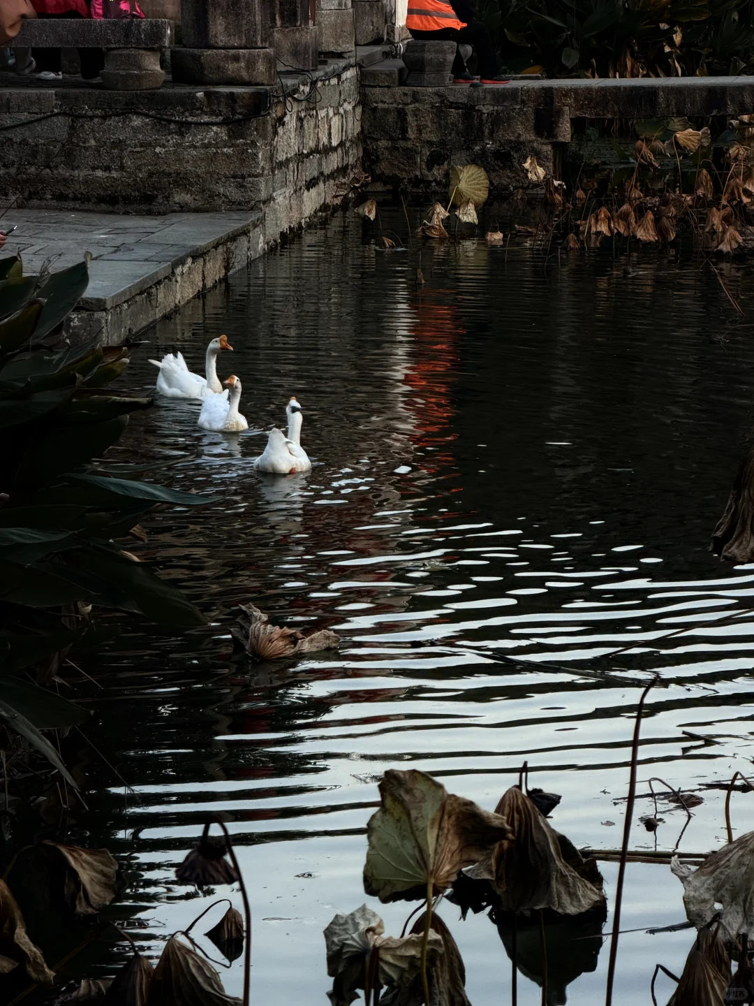 呈坎|你不用尽全力宣传你糊涂呀❗️❗️