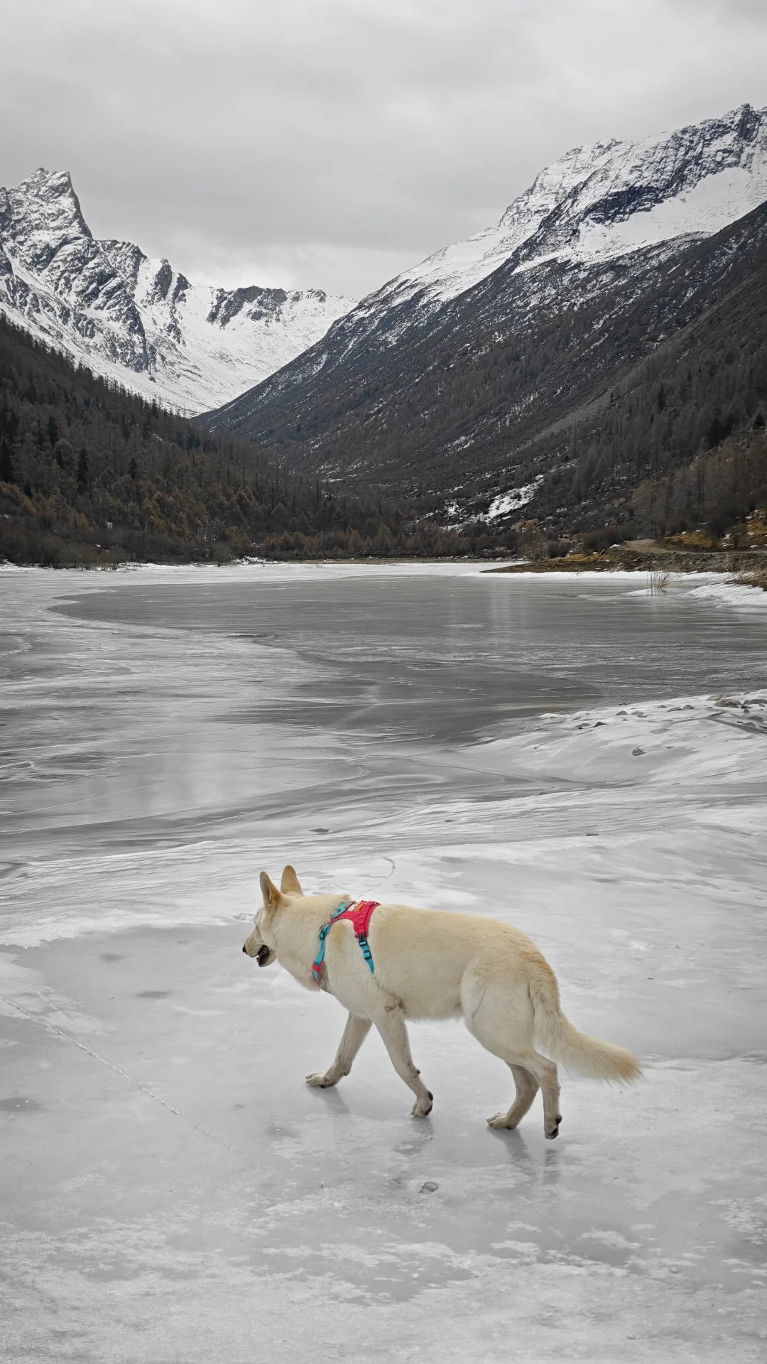 玛嘉沟才是带狗天堂吧