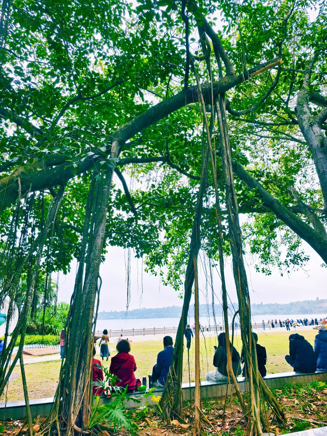 以为珠海很美了,直到我来了湛江