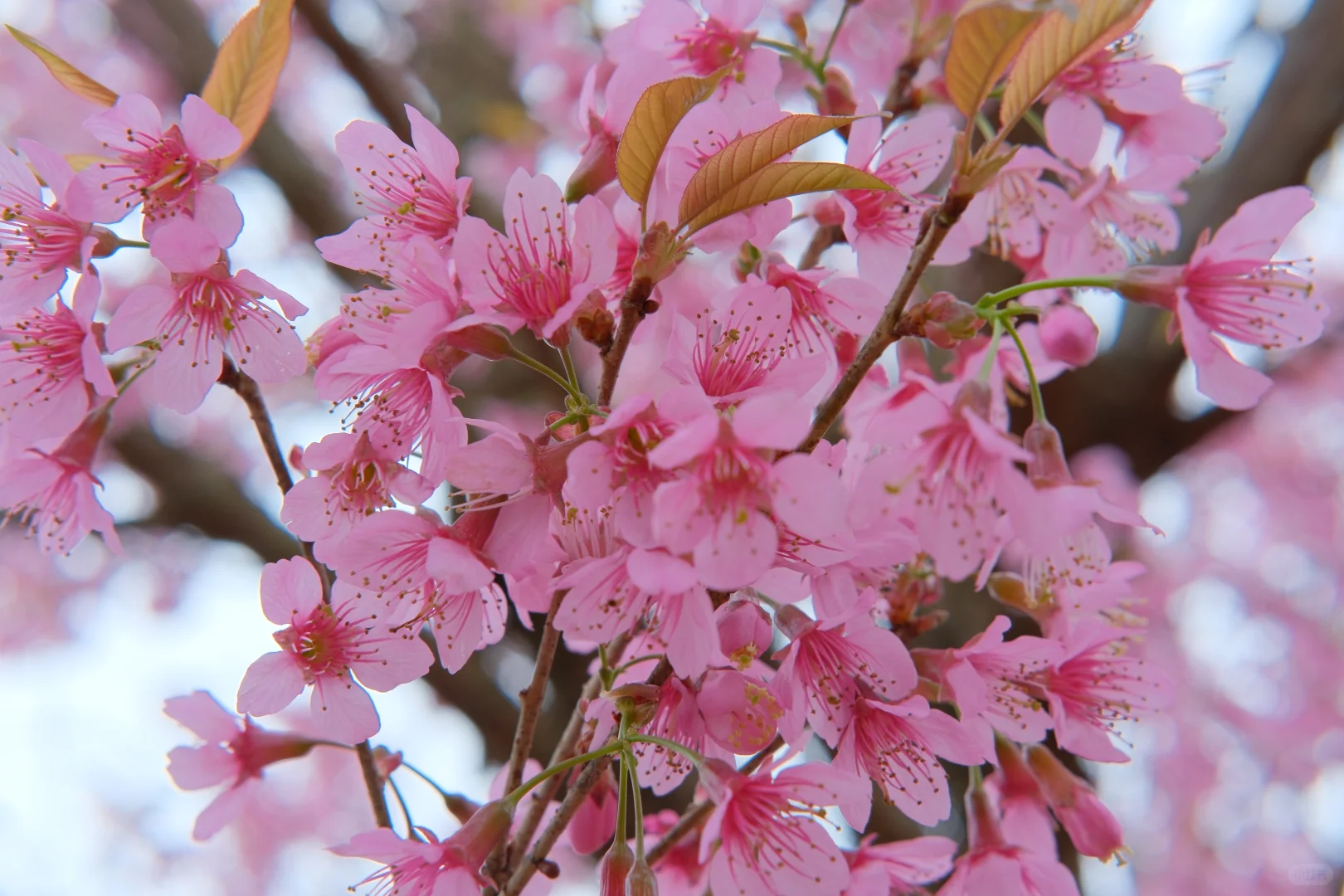 📷宜良福眼景区冬樱花🌸