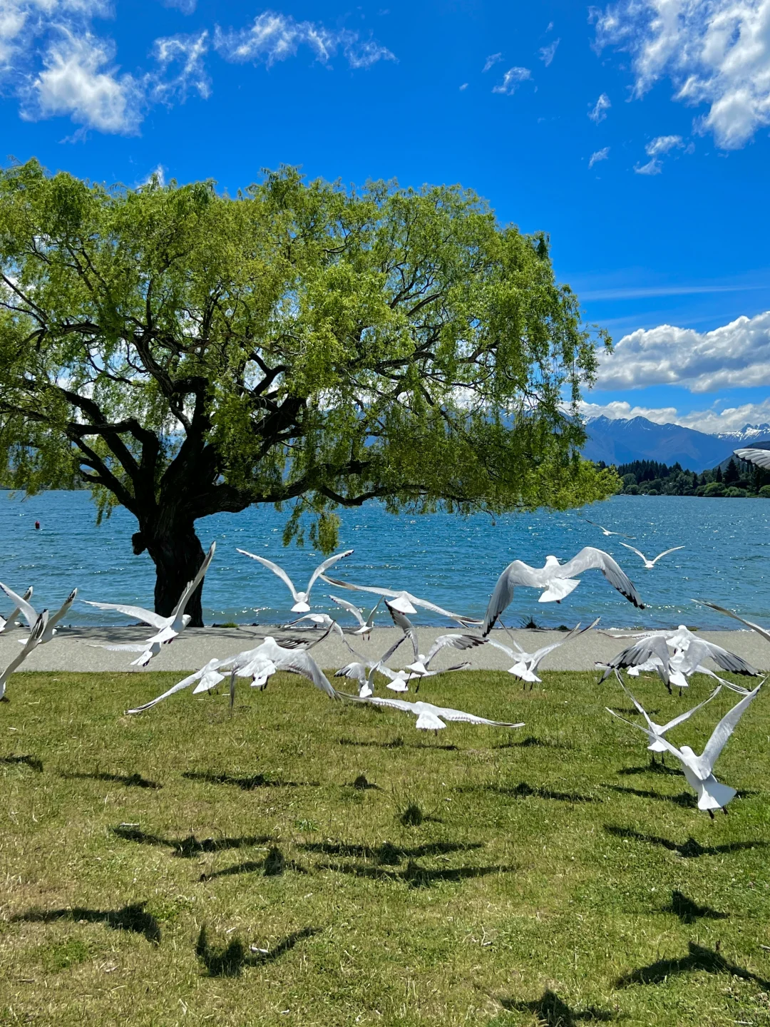 新西兰的每一帧🌈都让live图变得更有意义
