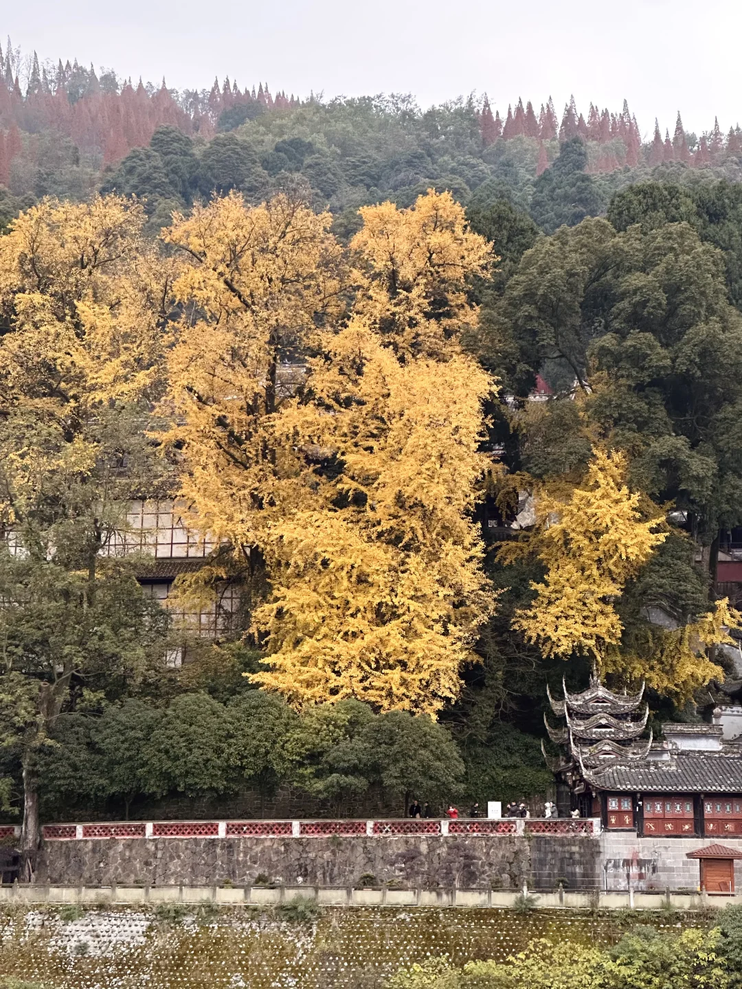 花一个下午去领略都江堰的古韵与自然🍂⛰️
