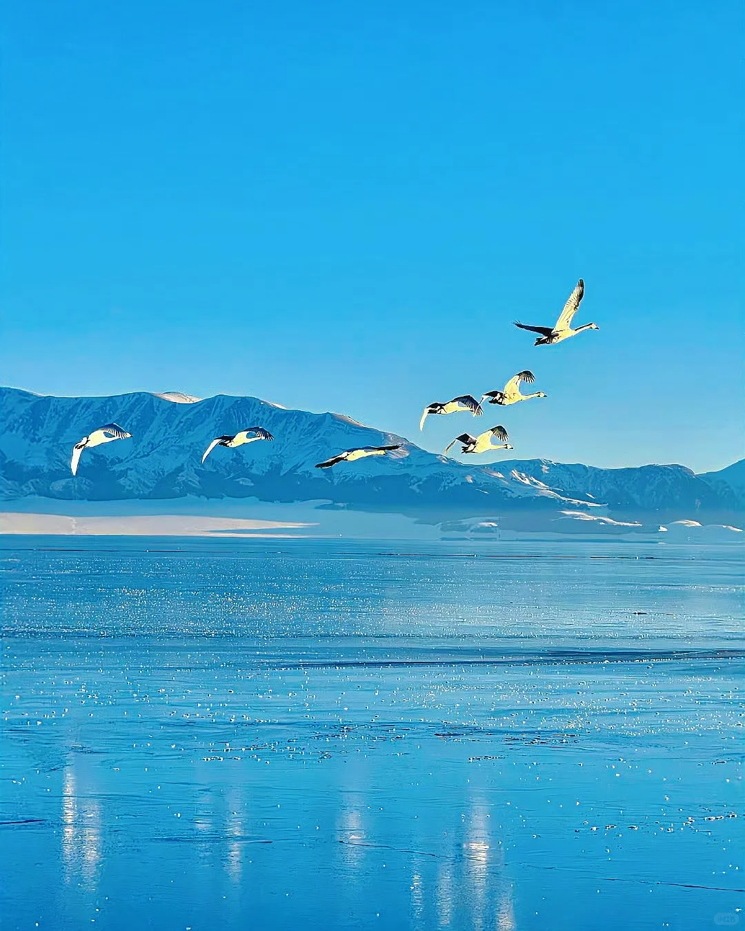 🇨🇳赛里木湖我来了,不白活(附深度游略)