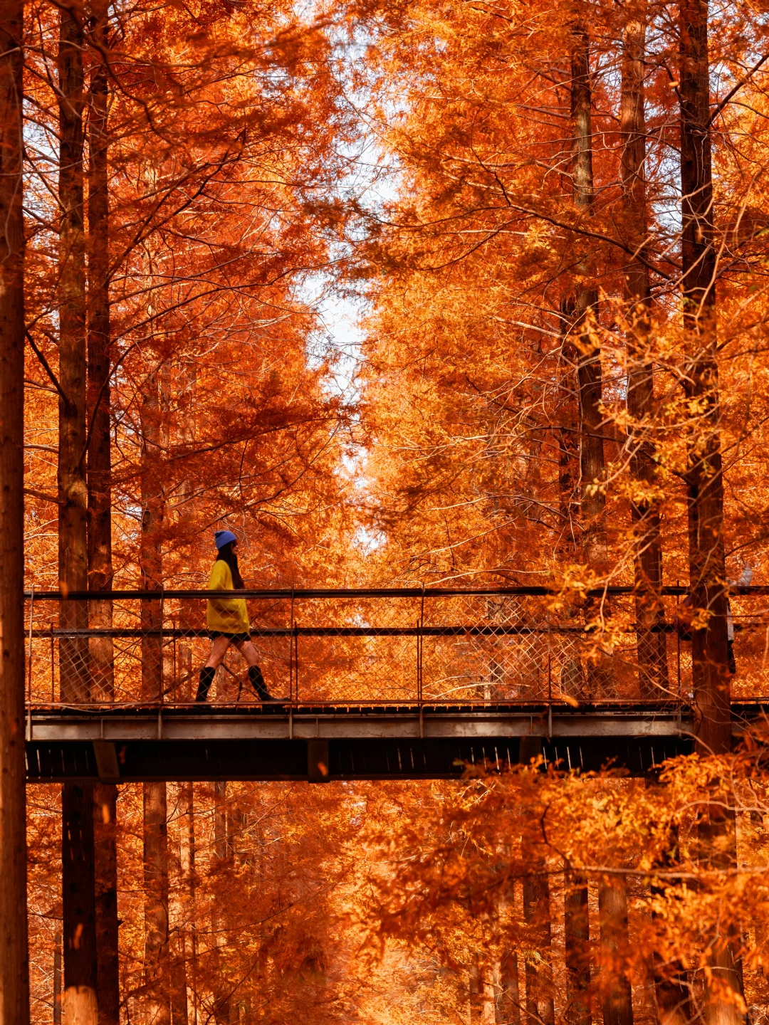 美到失语‼️我在初冬的盐城找到了童话森林