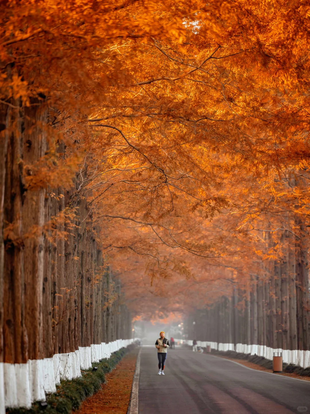 美到失语‼️我在初冬的盐城找到了童话森林