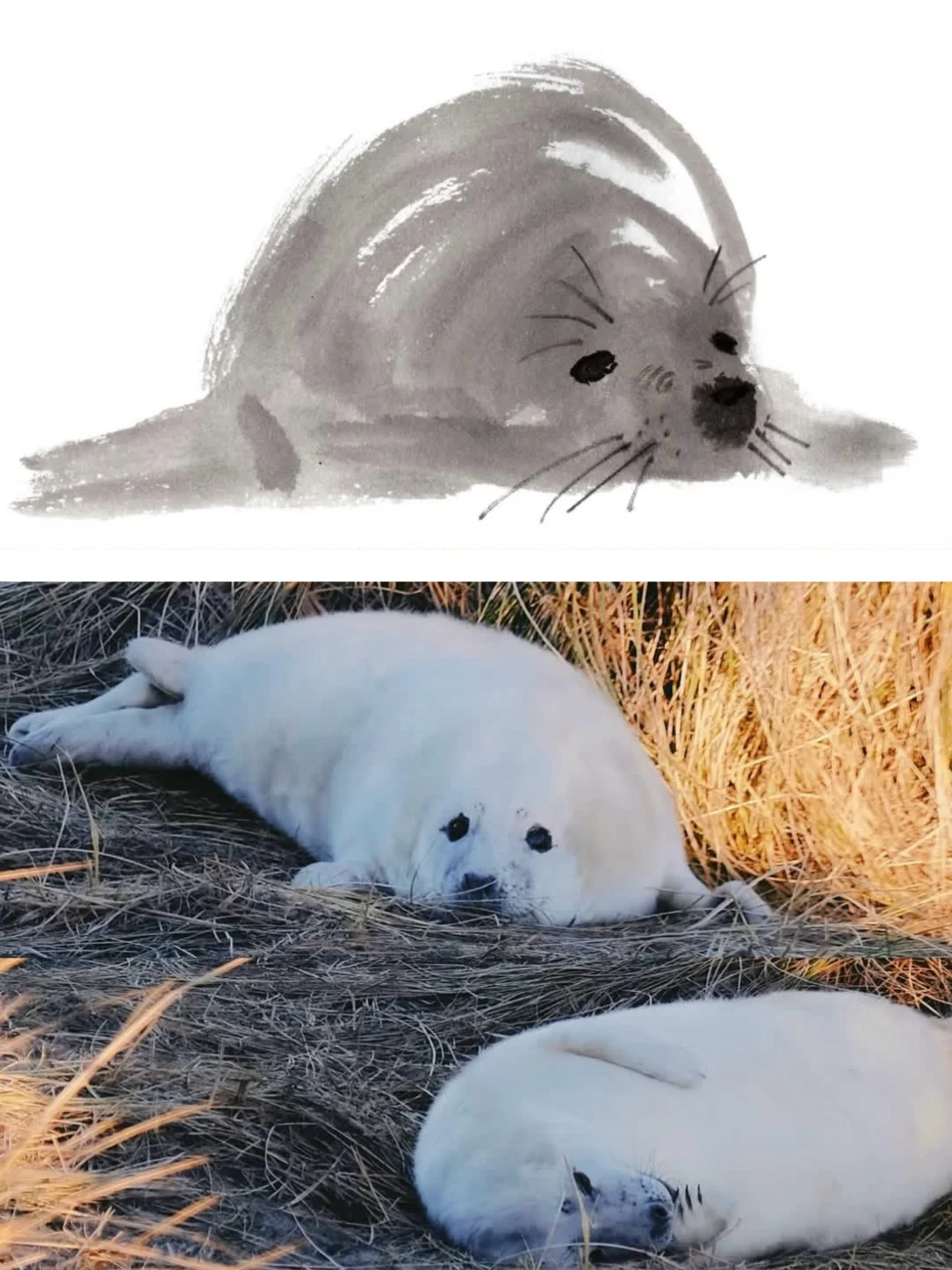 又到英国一年一度看野生小海豹时📍附攻略