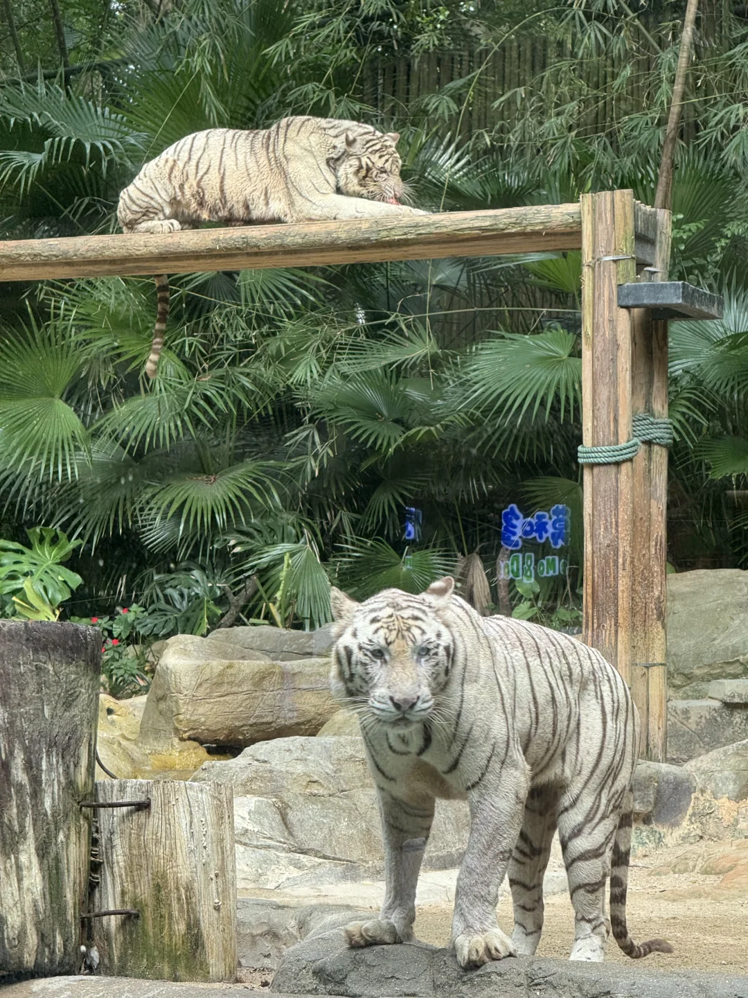 长隆野生动物世界太好玩了